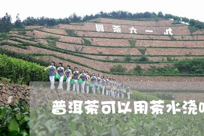 普洱茶可以用茶水浇吗/2023120697581