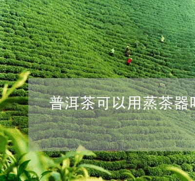 普洱茶可以用蒸茶器吗/2023092737169