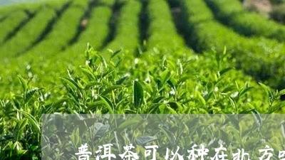 普洱茶可以种在北方吗/2023062364150