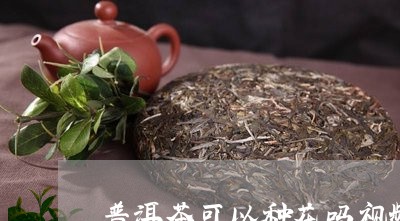 普洱茶可以种花吗视频教学/2023081528494