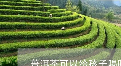 普洱茶可以给孩子喝吗/2023073174048