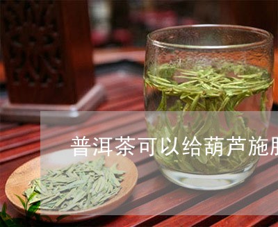 普洱茶可以给葫芦施肥/2023080172792