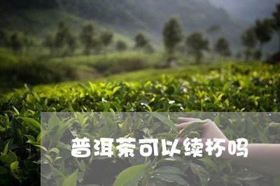 普洱茶可以续杯吗/2023101659503