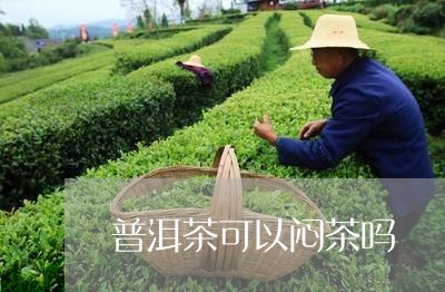 普洱茶可以闷茶吗/2023120408160