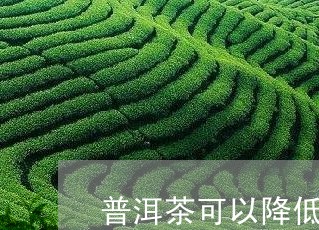 普洱茶可以降低胰岛素嘛/2023121684138