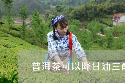 普洱茶可以降甘油三酯/2023061900593