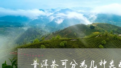 普洱茶可分为几种类别/2023112586029