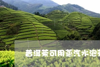 普洱茶可用蒸汽水泡茶/2023073199292