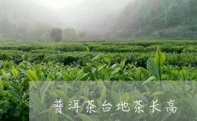 普洱茶台地茶长高/2023062863059