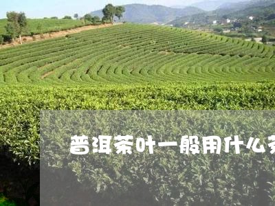 普洱茶叶一般用什么茶/2023061779415