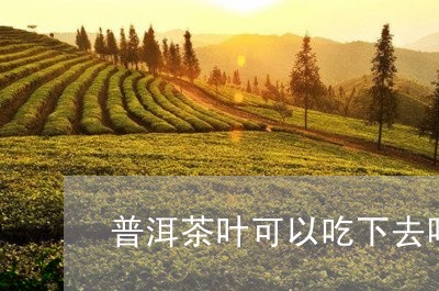 普洱茶叶可以吃下去吗/2023061426161