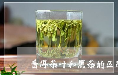 普洱茶叶和黑茶的区别/2023062963817