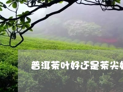 普洱茶叶好还是茶尖好/2023062447162