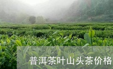 普洱茶叶山头茶价格多少/2023121603593