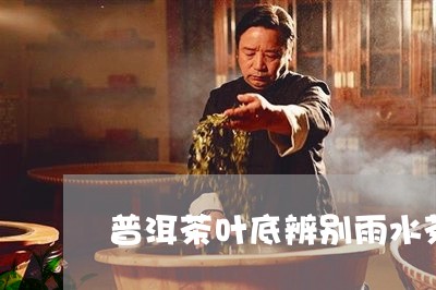 普洱茶叶底辨别雨水茶/2023062454048