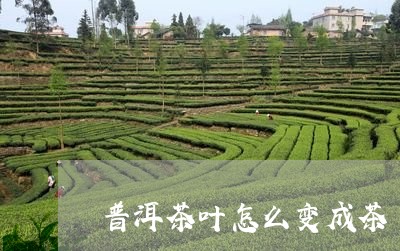 普洱茶叶怎么变成茶/2023070939503