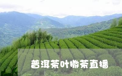 普洱茶叶撒茶直播/2023101654946