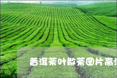 普洱茶叶散茶图片高清大全/2023112552595