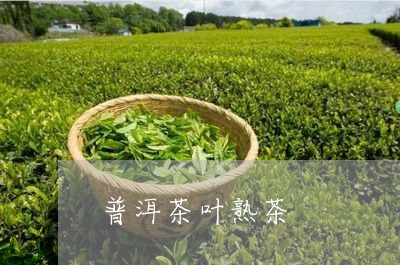 普洱茶叶熟茶/2023042843749