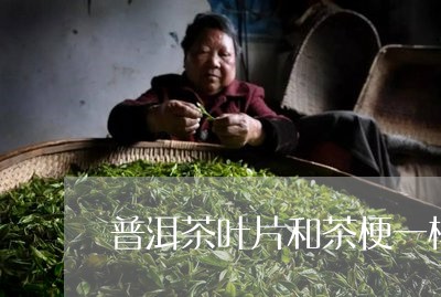 普洱茶叶片和茶梗一样吗/2023083017240