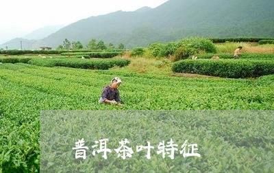 普洱茶叶特征/2023042932860