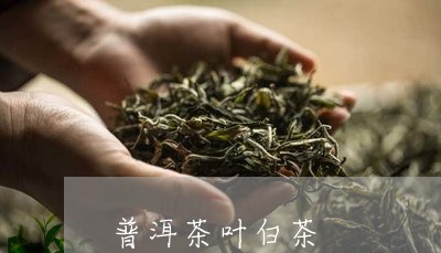 普洱茶叶白茶/2023111742829