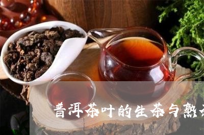 普洱茶叶的生茶与熟茶/2023062393946