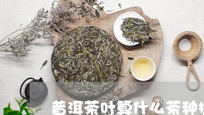 普洱茶叶算什么茶种植/2023110687951