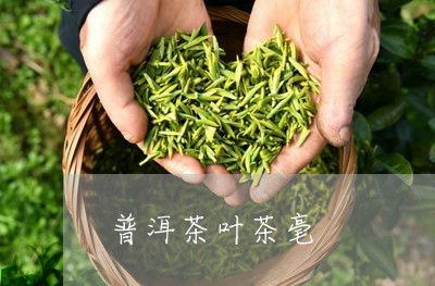 普洱茶叶茶毫/2023042741841