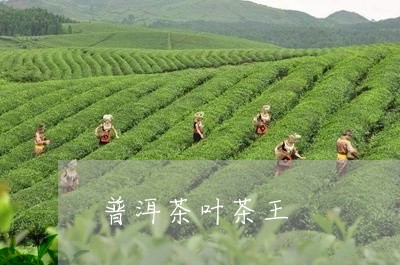 普洱茶叶茶王/2023091306161