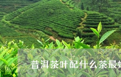 普洱茶叶配什么茶最好/2023062973836