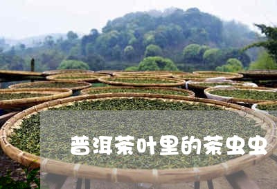 普洱茶叶里的茶虫虫/2023120582503