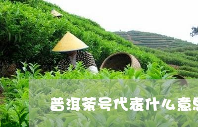 普洱茶号代表什么意思/2023062286136