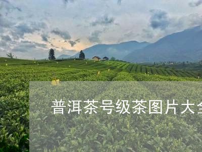 普洱茶号级茶图片大全/2023100895038