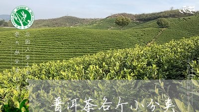 普洱茶各个小分类/2023112649693