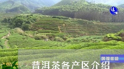 普洱茶各产区介绍/2023120420591