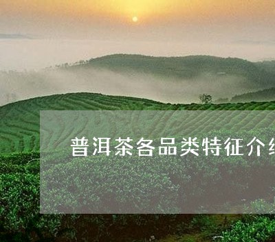 普洱茶各品类特征介绍词/2023102415361