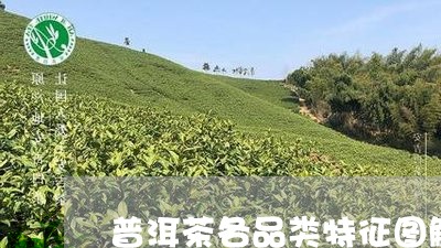 普洱茶各品类特征图解及价格/2023052816358