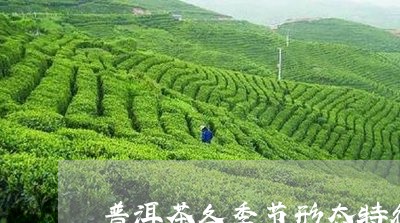 普洱茶各季节形态特征图/2023120716048