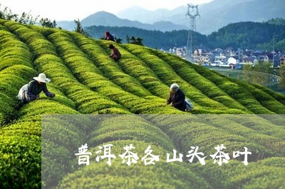 普洱茶各山头茶叶/2023110607293