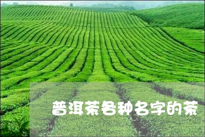 普洱茶各种名字的茶/2023091490695