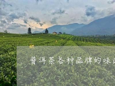 普洱茶各种品牌的味道对比图/2023112673724