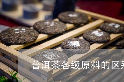 普洱茶各级原料的区别图片/2023112460705