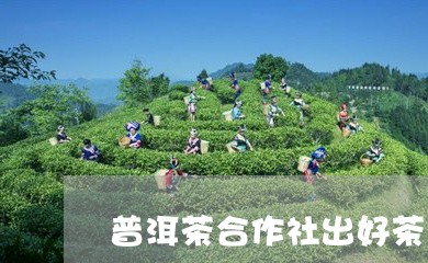 普洱茶合作社出好茶/2023081619592