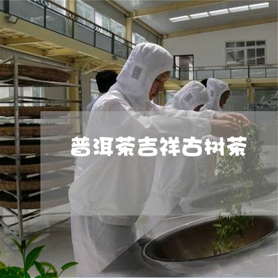 普洱茶吉祥古树茶/2023112614947