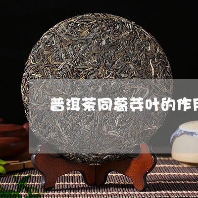 普洱茶同葛芽叶的作用/2023092993025