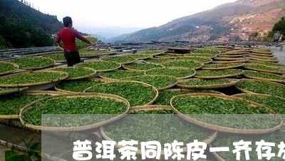 普洱茶同陈皮一齐存放/2023092703261