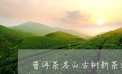 普洱茶名山古树新茶好喝吗/2023110263915