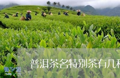 普洱茶名特别茶有几种/2023100704918