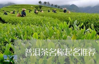 普洱茶名称起名推荐/2023121679461